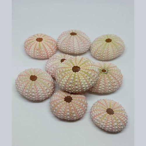 SHELLS