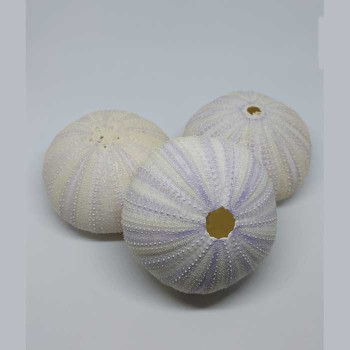 SHELLS